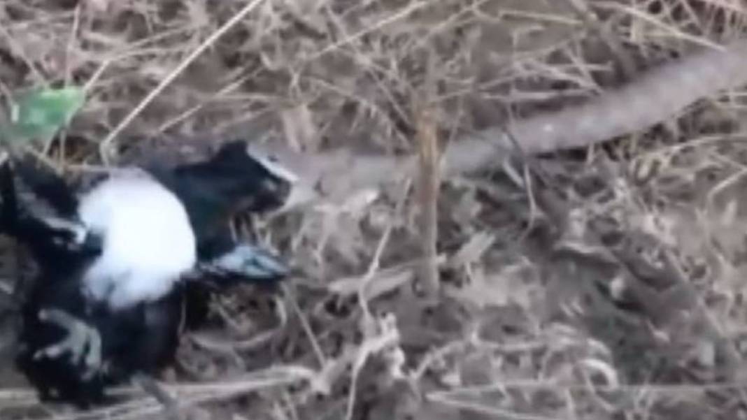 Burası vahşi doğa değil Türkiye! Yırtıcı-sürüngen savaşı kanlı bitti, canlı canlı izlediler 5